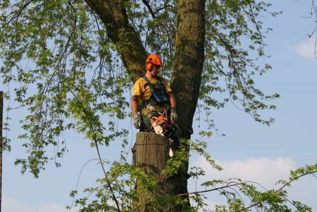 bomen kappen hovenier kosten